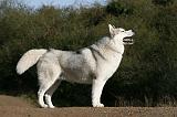 SIBERIAN HUSKY 840